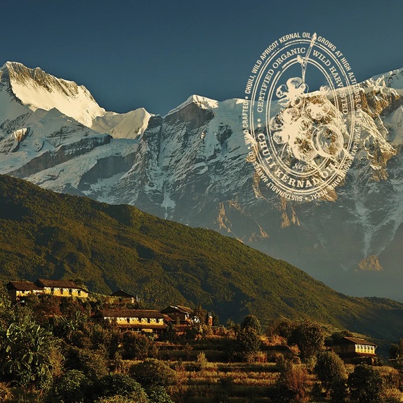 Rare Treasures Wild Summer Apricot Revitalizing Hair Treatment Mist 16 fl oz. - Picture 5 of 6